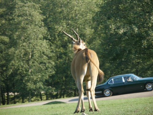 JEC Klub v Safari ZOO Dvůr Králové nad Labem 2010 IV_05