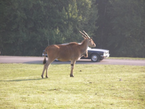 JEC Klub v Safari ZOO Dvůr Králové nad Labem 2010 IV_06