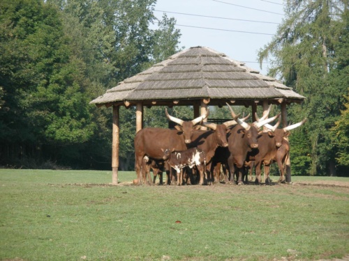 JEC Klub v Safari ZOO Dvůr Králové nad Labem 2010 IV_07