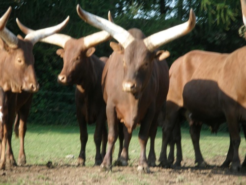 JEC Klub v Safari ZOO Dvůr Králové nad Labem 2010 IV_08