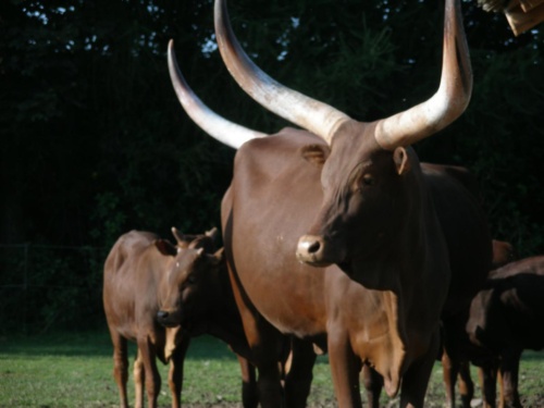 JEC Klub v Safari ZOO Dvůr Králové nad Labem 2010 IV_24