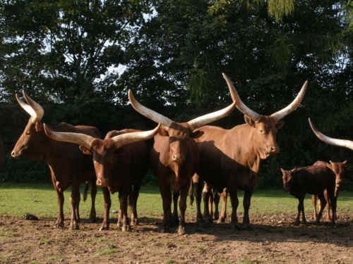 JEC Klub v Safari ZOO Dvůr Králové nad Labem 2010 IV_25