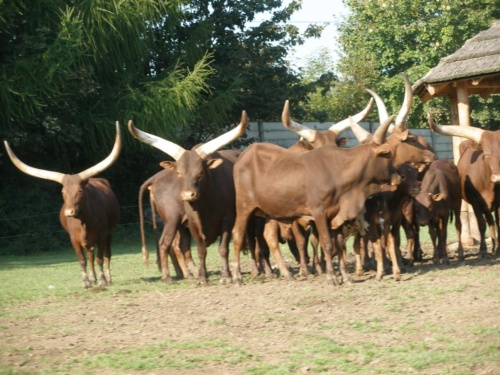 JEC Klub v Safari ZOO Dvůr Králové nad Labem 2010 IV_27