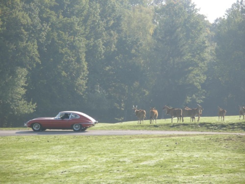 JEC Klub v Safari ZOO Dvůr Králové nad Labem 2010 IV_29