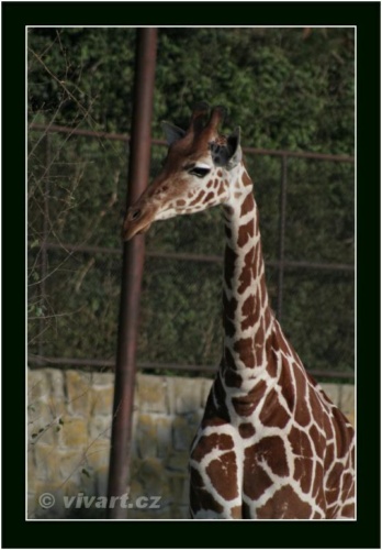 JEC Klub v Safari ZOO Dvůr Králové nad Labem 2010 V_189