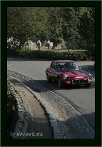 JEC Klub v Safari ZOO Dvůr Králové nad Labem 2010 V_195