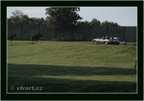 JEC Klub v Safari ZOO Dvůr Králové nad Labem 2010 V_219