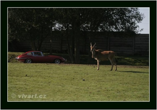 JEC Klub v Safari ZOO Dvůr Králové nad Labem 2010 V_222