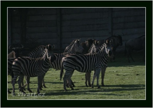 JEC Klub v Safari ZOO Dvůr Králové nad Labem 2010 V_225