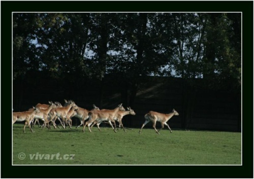 JEC Klub v Safari ZOO Dvůr Králové nad Labem 2010 V_257