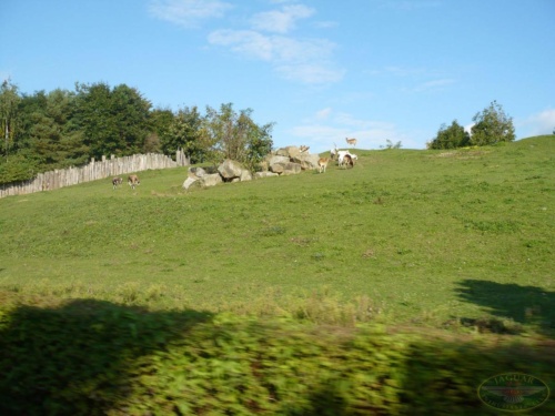 JEC Klub v Safari ZOO Dvůr Králové nad Labem 2010_133