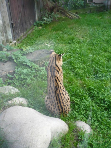 JEC Klub v Safari ZOO Dvůr Králové nad Labem 2010_17