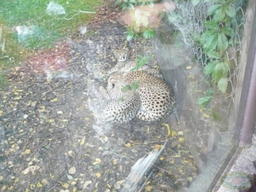 JEC Klub v Safari ZOO Dvůr Králové nad Labem 2010_20