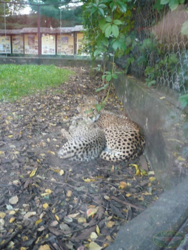 JEC Klub v Safari ZOO Dvůr Králové nad Labem 2010_21