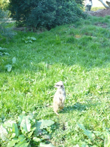 JEC Klub v Safari ZOO Dvůr Králové nad Labem 2010_216