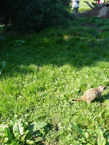 JEC Klub v Safari ZOO Dvůr Králové nad Labem 2010_217