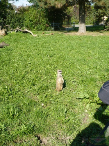 JEC Klub v Safari ZOO Dvůr Králové nad Labem 2010_218