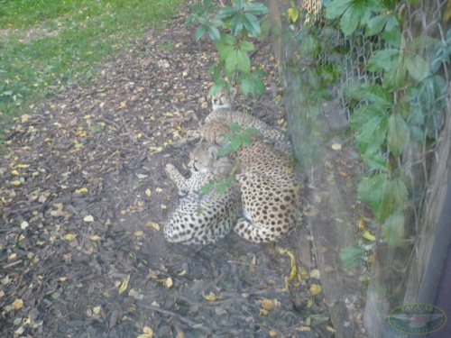 JEC Klub v Safari ZOO Dvůr Králové nad Labem 2010_22