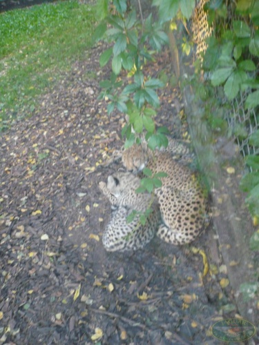 JEC Klub v Safari ZOO Dvůr Králové nad Labem 2010_23