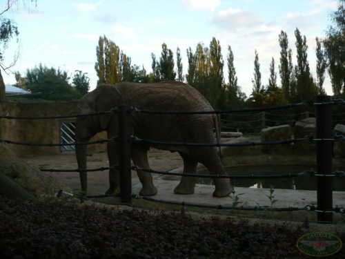 JEC Klub v Safari ZOO Dvůr Králové nad Labem 2010_24