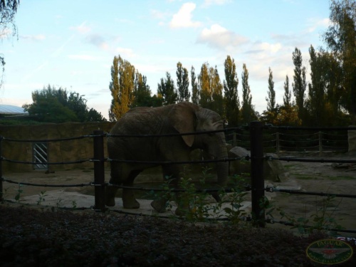 JEC Klub v Safari ZOO Dvůr Králové nad Labem 2010_25