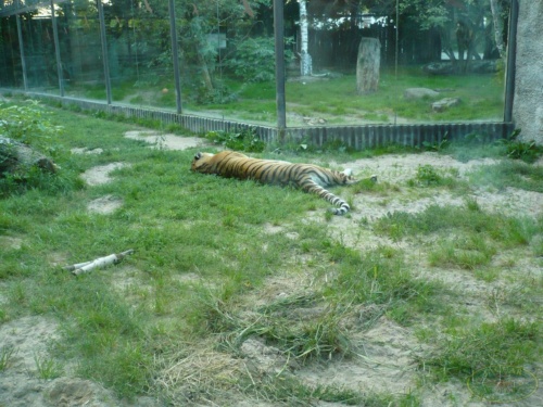 JEC Klub v Safari ZOO Dvůr Králové nad Labem 2010_28