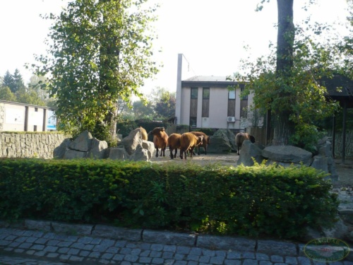 JEC Klub v Safari ZOO Dvůr Králové nad Labem 2010_43