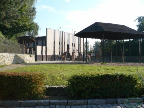 JEC Klub v Safari ZOO Dvůr Králové nad Labem 2010_46