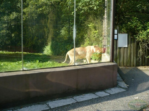 JEC Klub v Safari ZOO Dvůr Králové nad Labem 2010_60