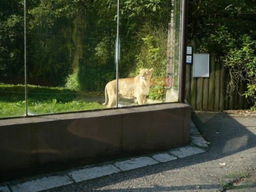 JEC Klub v Safari ZOO Dvůr Králové nad Labem 2010_61