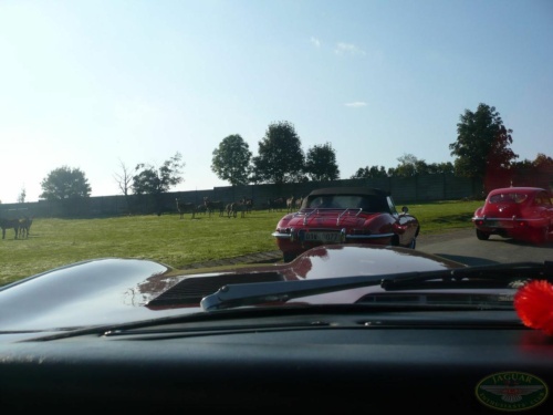 JEC Klub v Safari ZOO Dvůr Králové nad Labem 2010_76