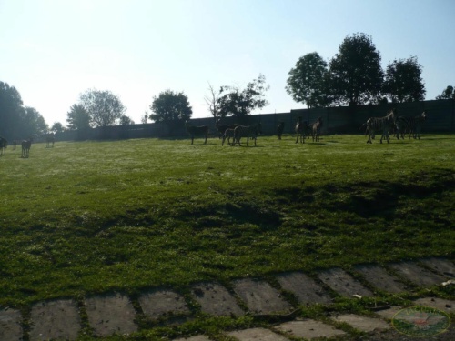 JEC Klub v Safari ZOO Dvůr Králové nad Labem 2010_77