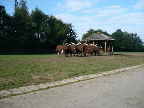 JEC Klub v Safari ZOO Dvůr Králové nad Labem 2010_83