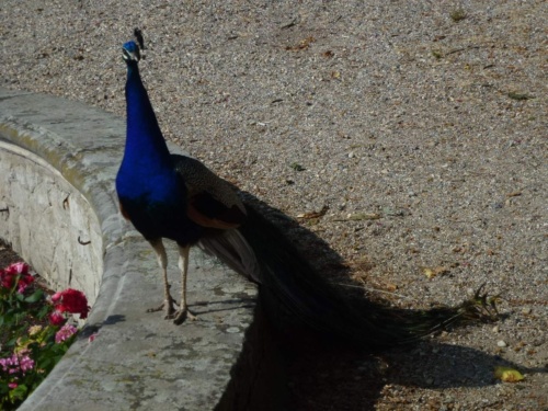 Jaguar Litomerice 2018_60