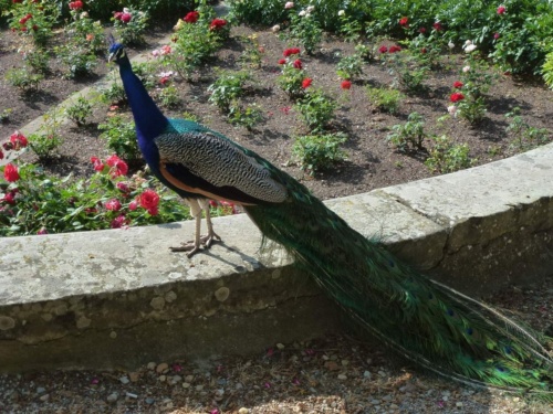 Jaguar Litomerice 2018_61