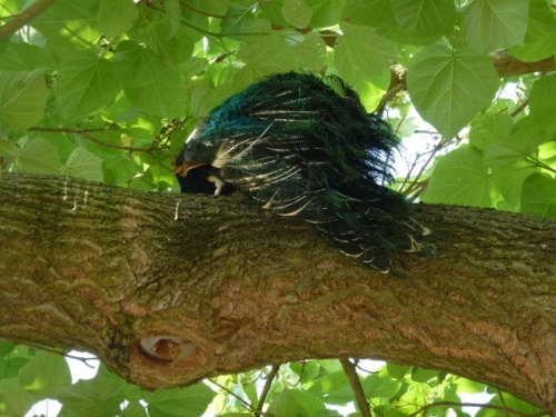 Jaguar Litomerice 2018_63