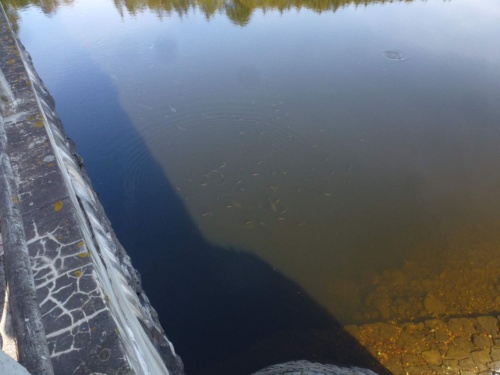 Jaguar Meeting Orlicke hory 2020_23