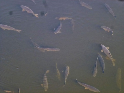 Jaguar Meeting Orlicke hory 2020_78