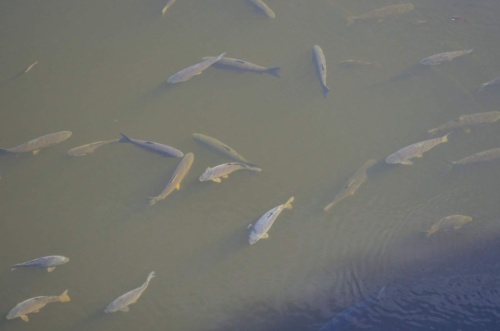 Jaguar-Orlicke-hory-2020-Jiri-Jarkovsky_72