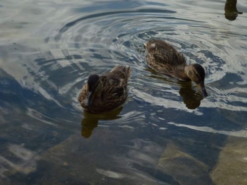 Jaguar Slovakia Tour 2014 II_214