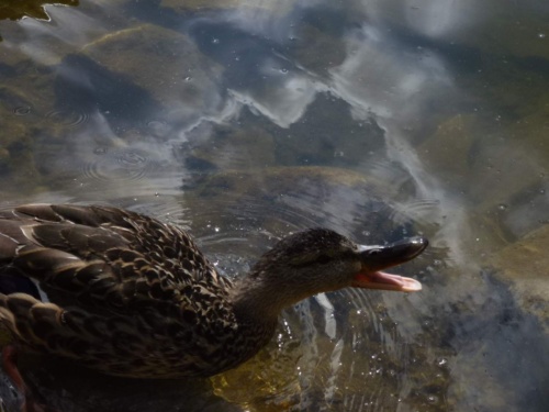 Jaguar Slovakia Tour 2014 II_216