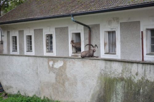 Jaguar Tour Rakousko 2018_123