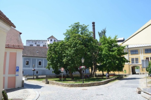 Jaguar-Trebon-2021_26