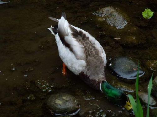Jaguar meeting Ceske Svycarsko 2014_136