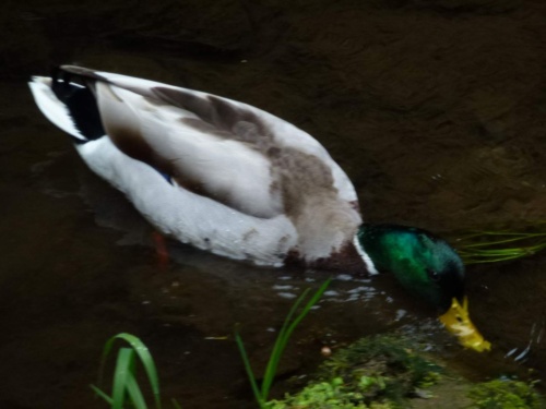 Jaguar meeting Ceske Svycarsko 2014_137