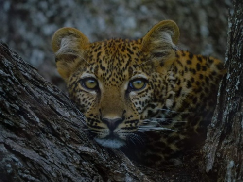 Jaguar meeting Český ráj 2016 II_66