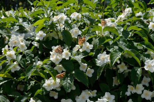 Jaguar meeting Vlasim 2019_137