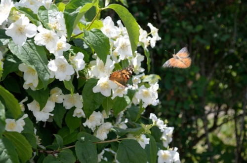 Jaguar meeting Vlasim 2019_138