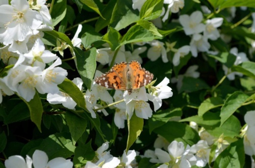 Jaguar meeting Vlasim 2019_139