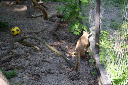 Jaguar meeting Vlasim 2019_155